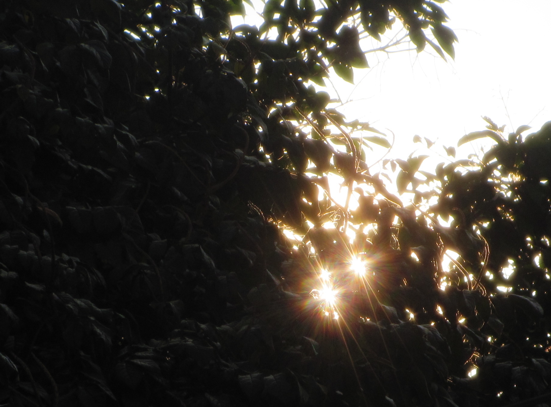 the sun peeks through the leaves of trees