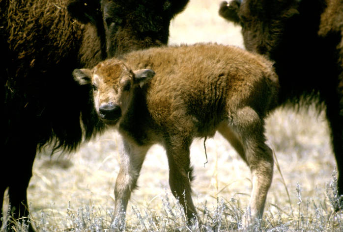 a baby cow is standing between other cows