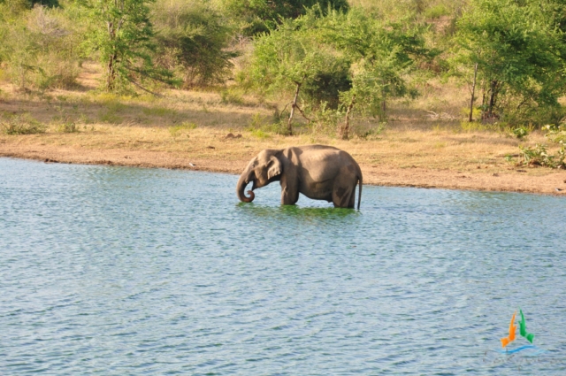 a lone elephant wades in the shallow water