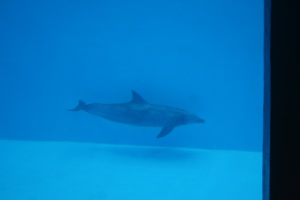 dolphin swimming in water with bubbles around