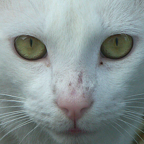white cat with green eyes looking at the camera