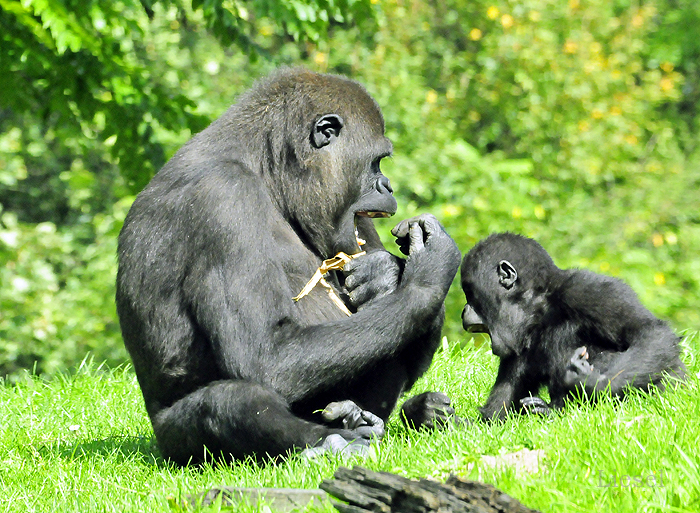 an adult and baby gorilla are eating grass