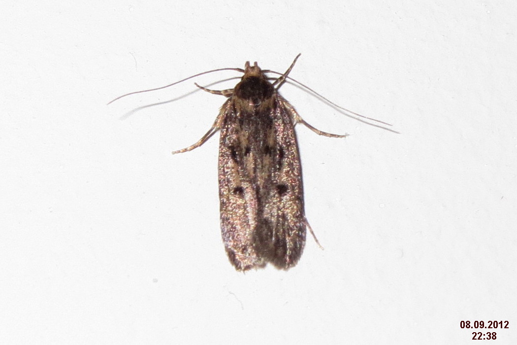 a moth on a white wall with no head