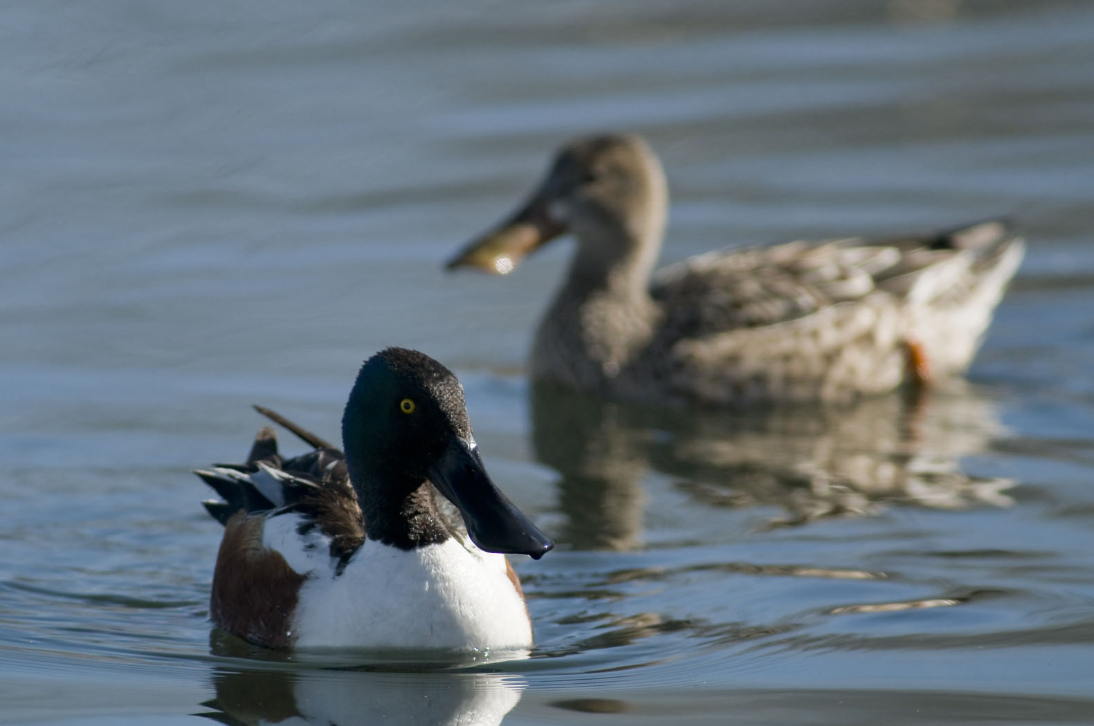 two mallards swim in the pond, one has orange beak