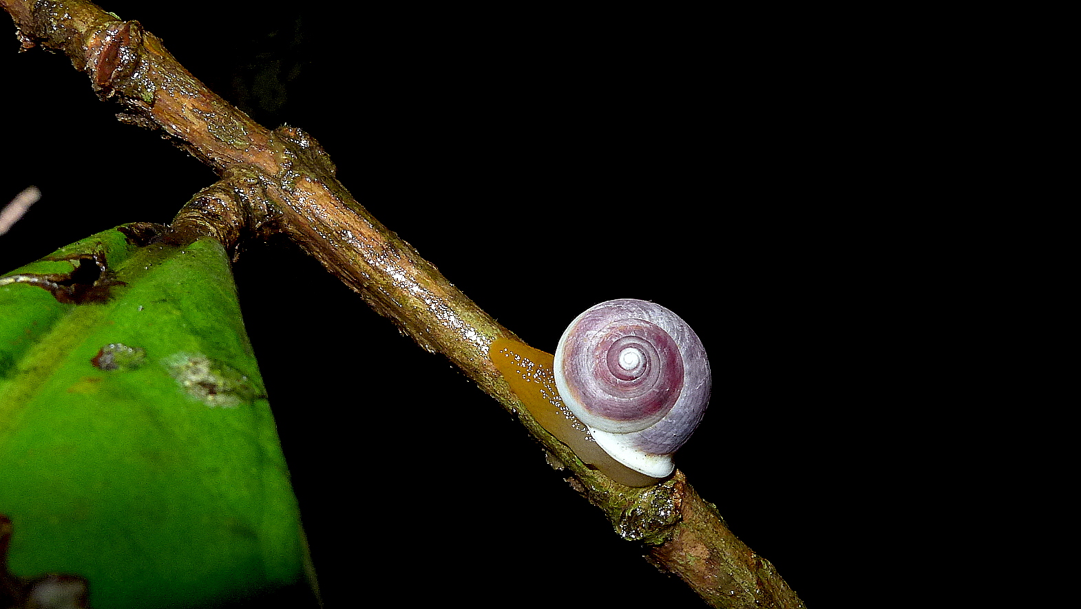 the shell of a snail is seen from the underside of a leaf