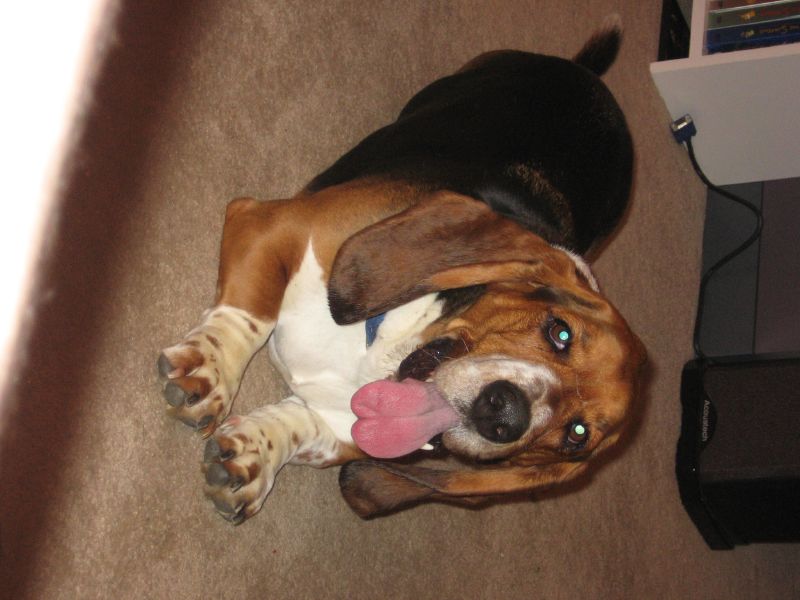 a dog laying on the ground with its tongue hanging out