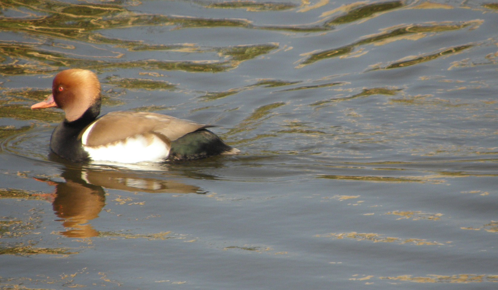 there is a duck that is floating on the water