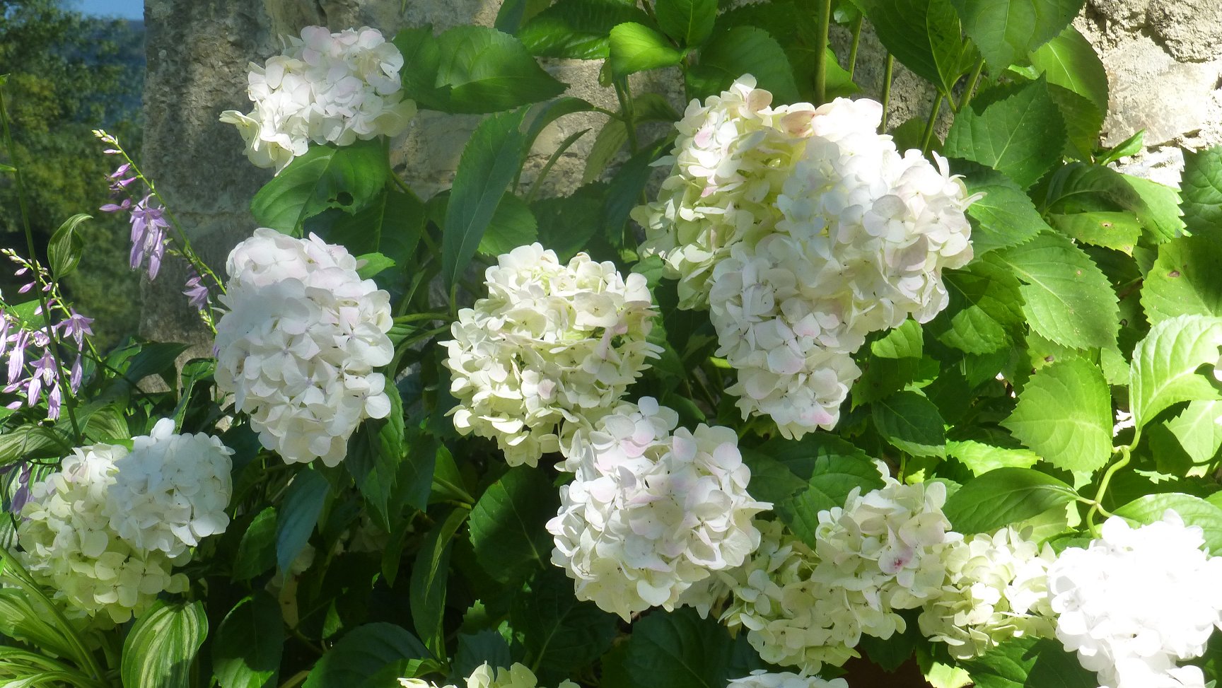 a large bush filled with lots of white flowers