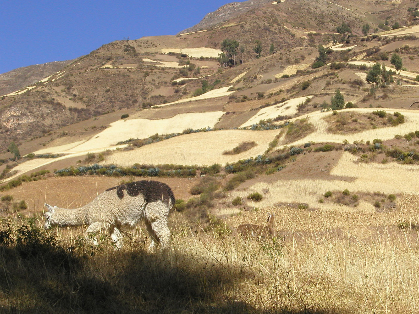 two animals that are standing in the grass