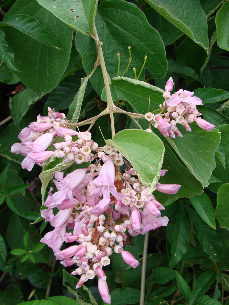 the small white and pink flowers are hanging on the tree