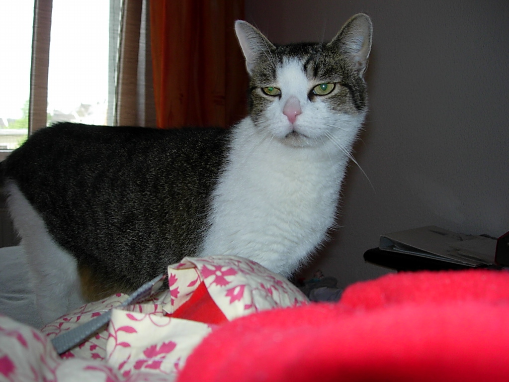 cat standing on bed with pillows and red blanket