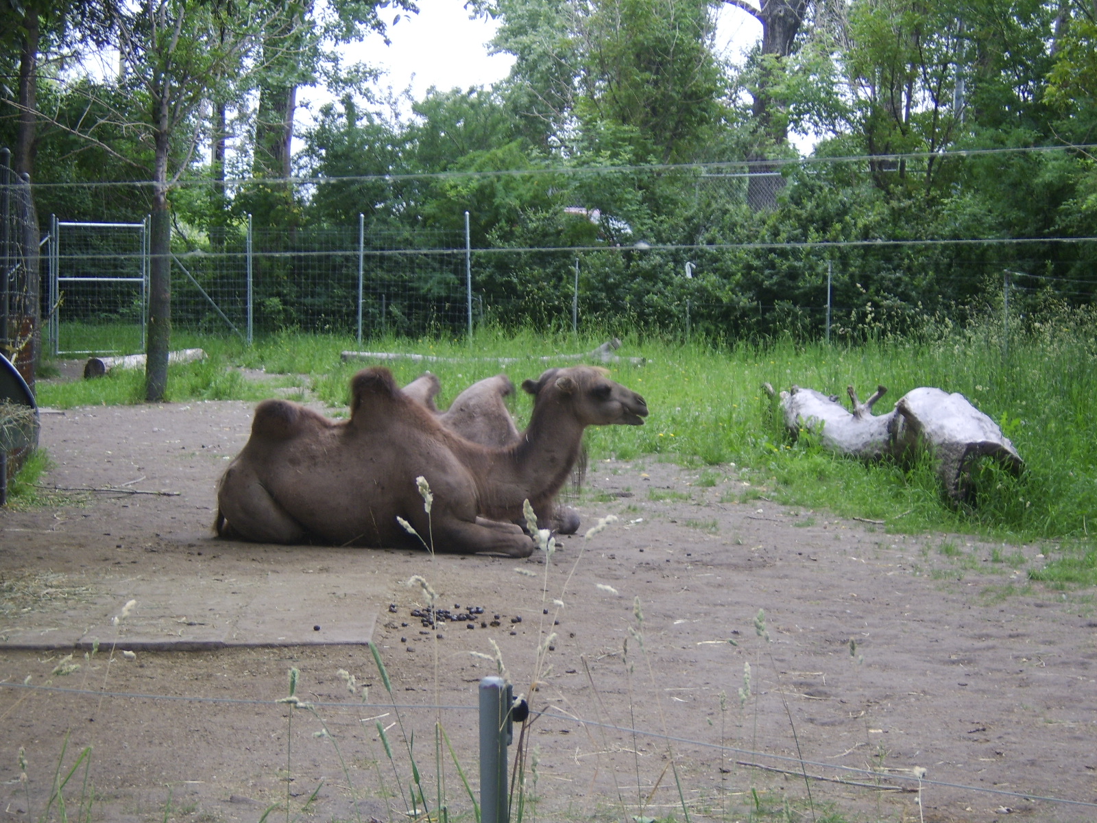 two camels laying on the ground near a fence