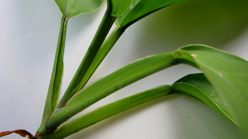 a close up of a green plant on top of a table