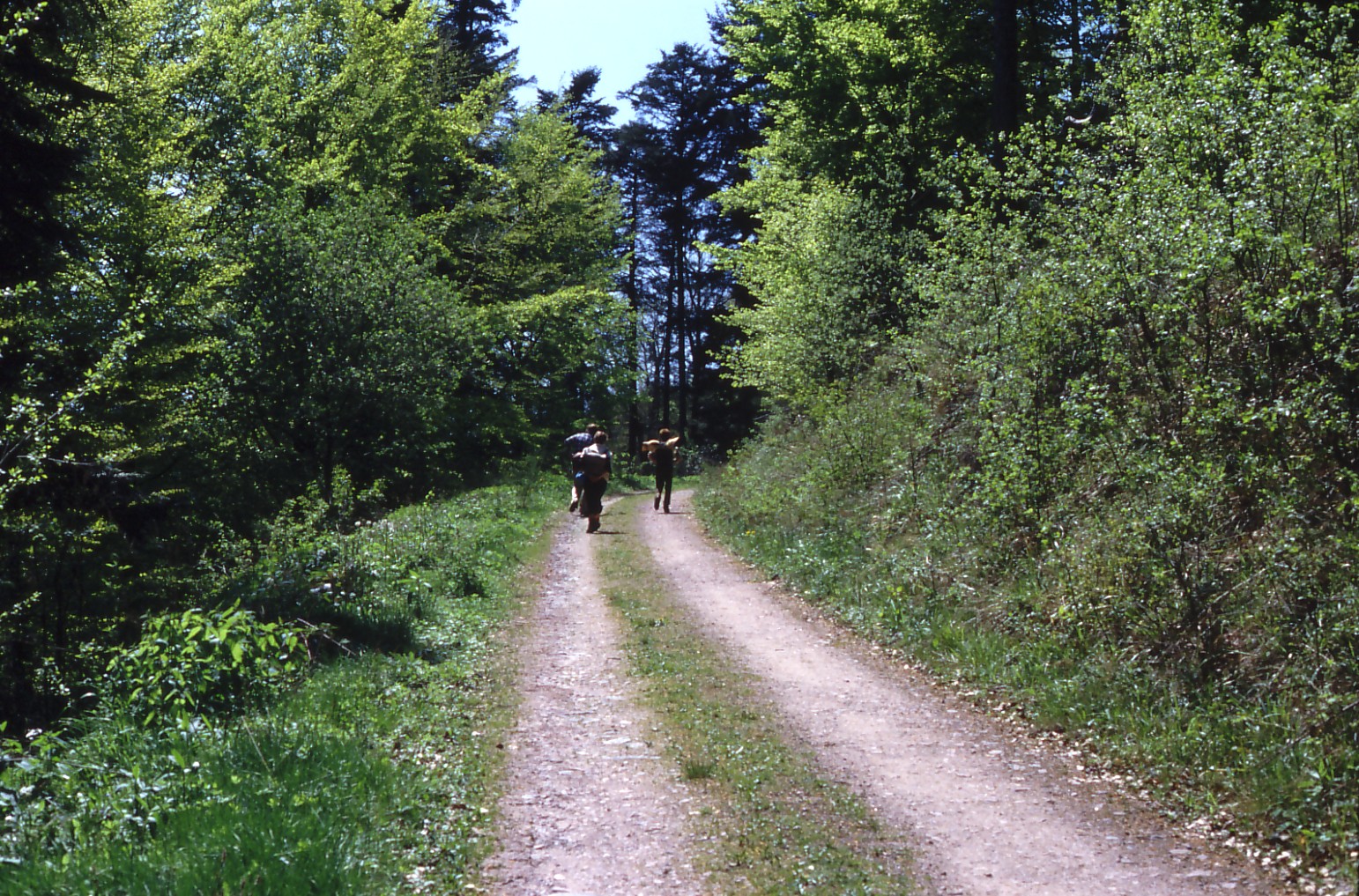three people walk down a dirt road in the woods