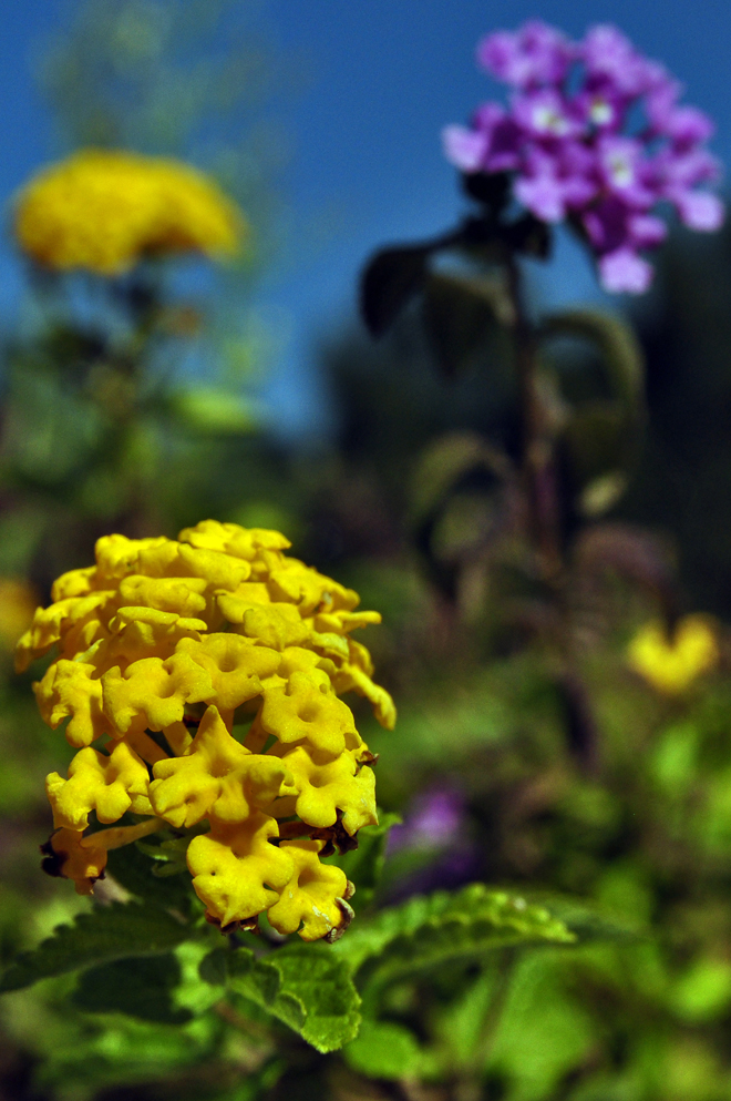 a bunch of flowers with one purple and yellow flower