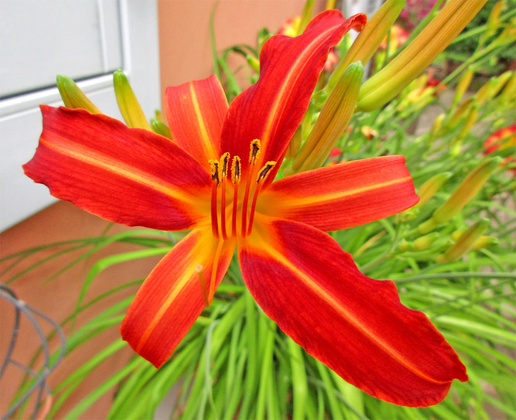 the beautiful bright red flower with large, yellow petals is standing by a door
