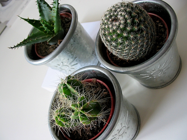 three cactus in metal containers with a white background