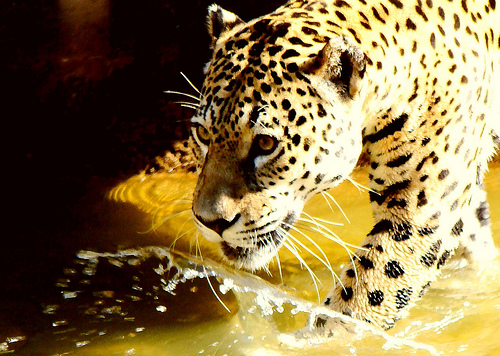 the leopard is walking through some water