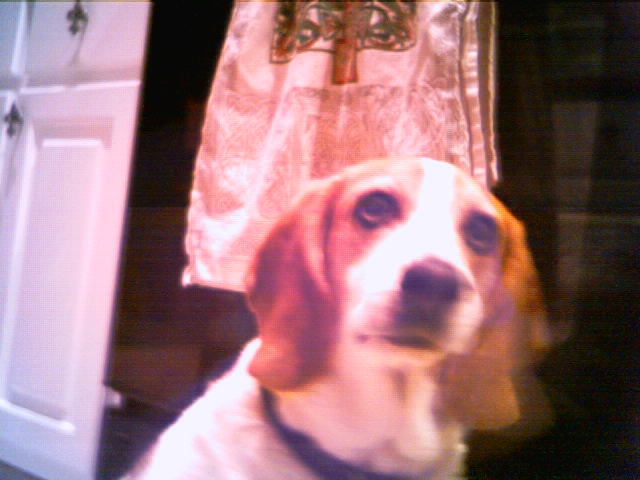 a close up of a beagle in front of a church cross