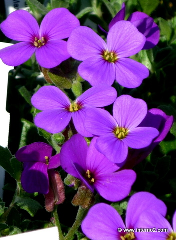 a potted plant with bright purple flowers