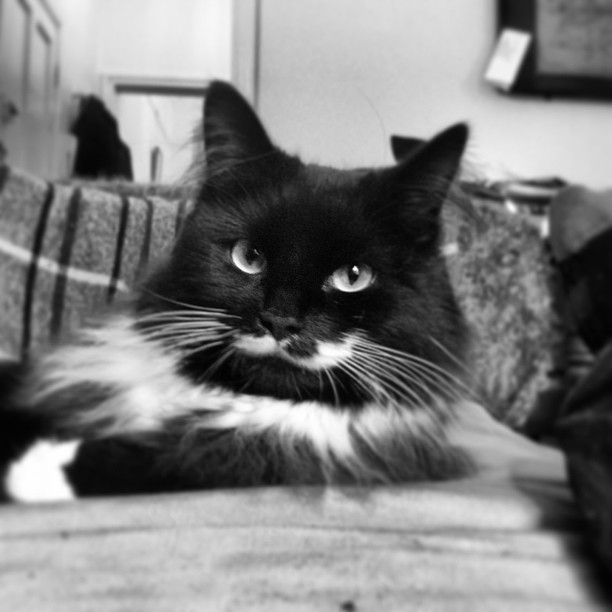 a black and white cat is lying on a couch