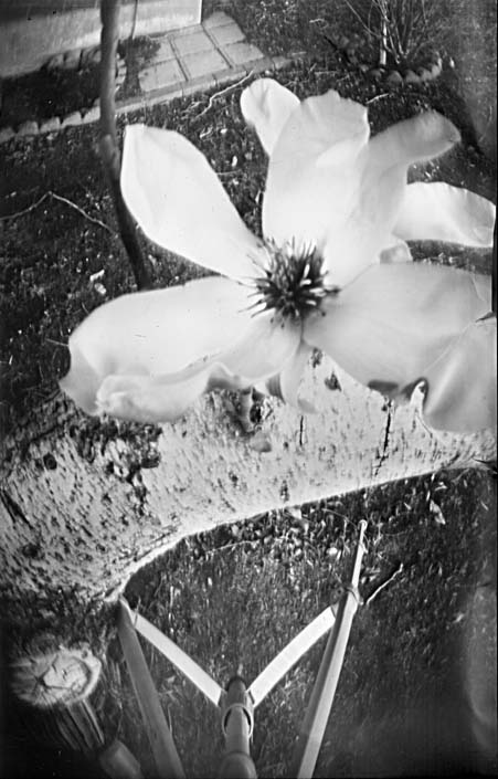 an orchid in black and white, showing the blossom
