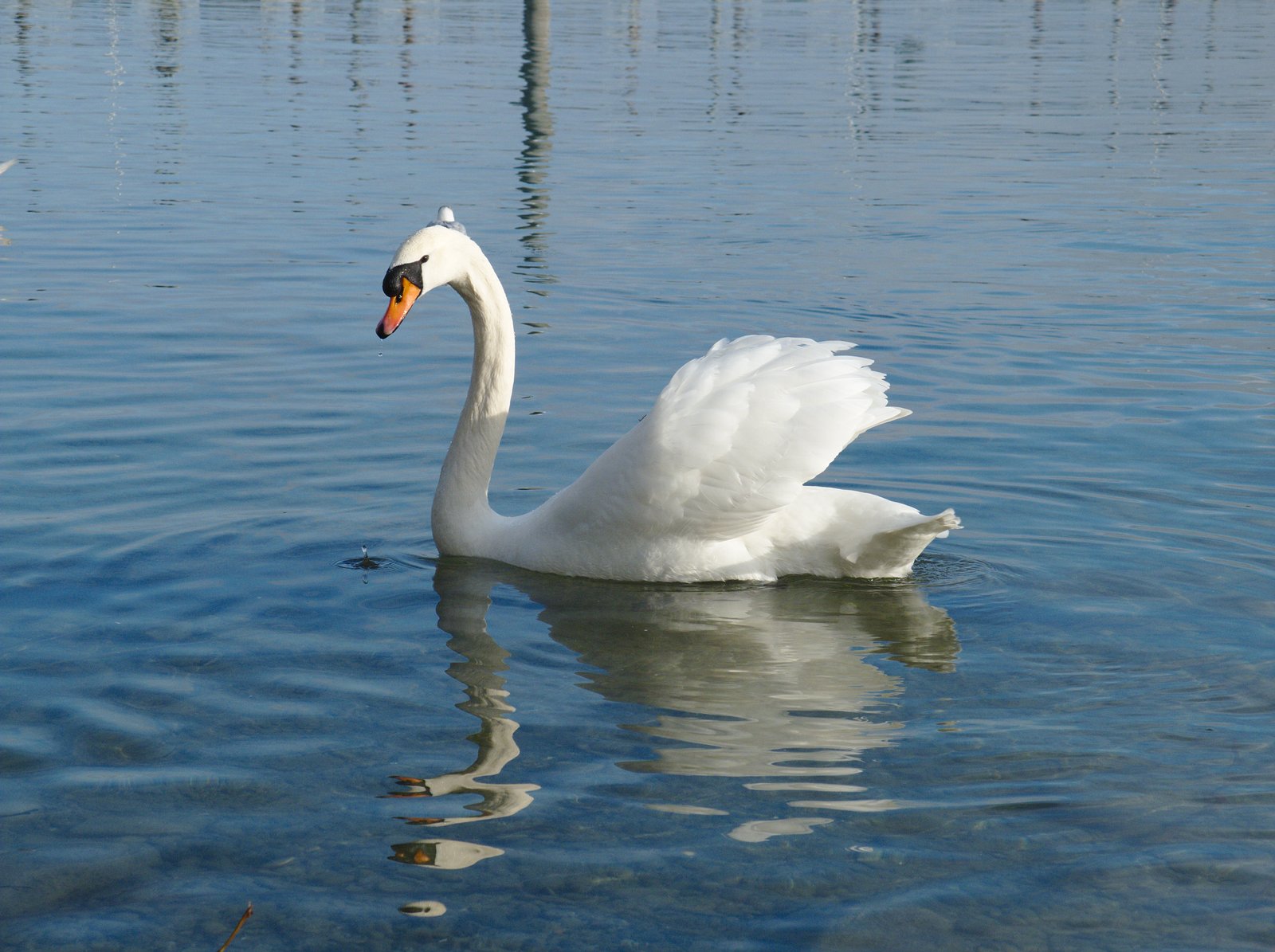 a large white swan is floating on the water