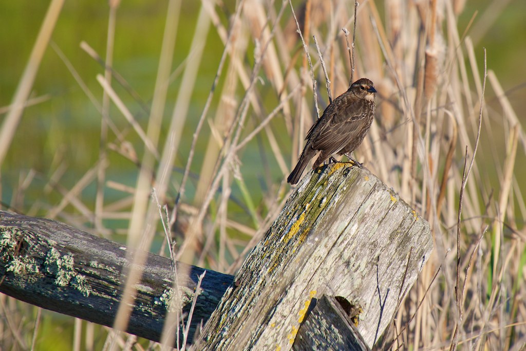 a black bird sitting on top of a wooden fence