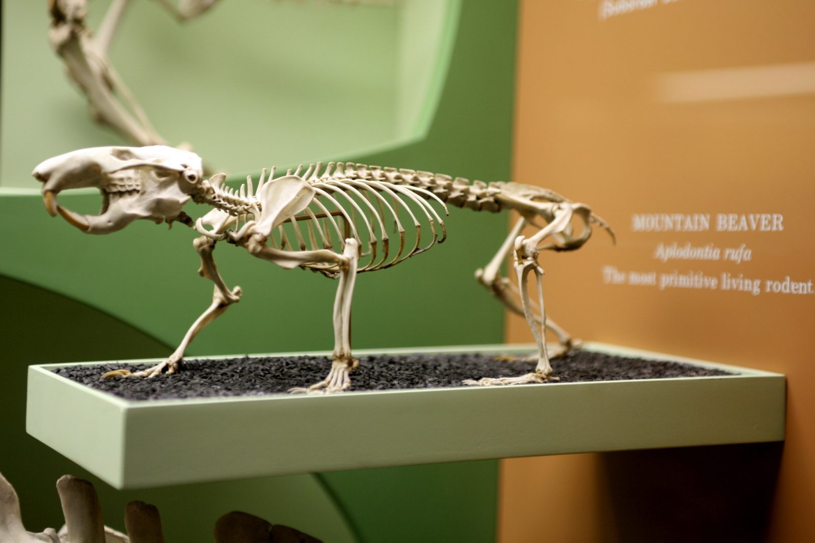 the skeleton of an animal is displayed at the museum