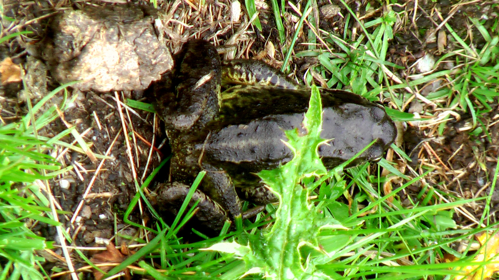 a big toad walking on the grass near the rocks