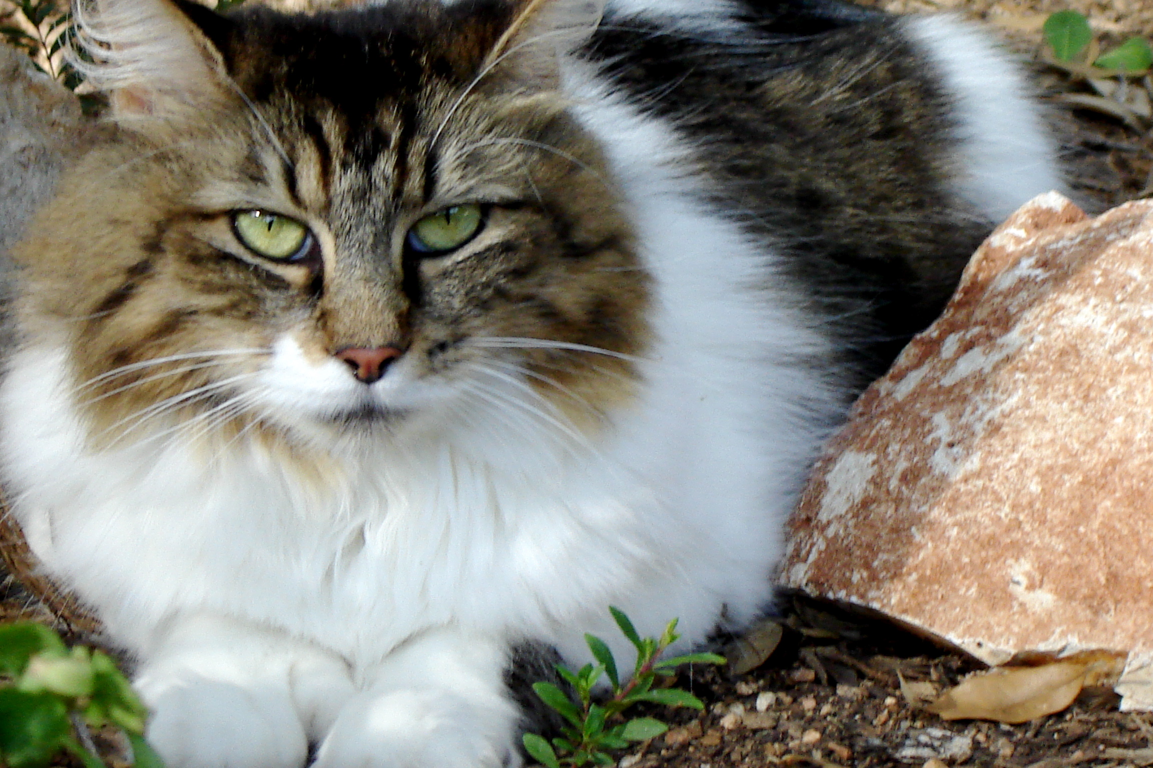 a long - haired cat sits by a rock on the ground