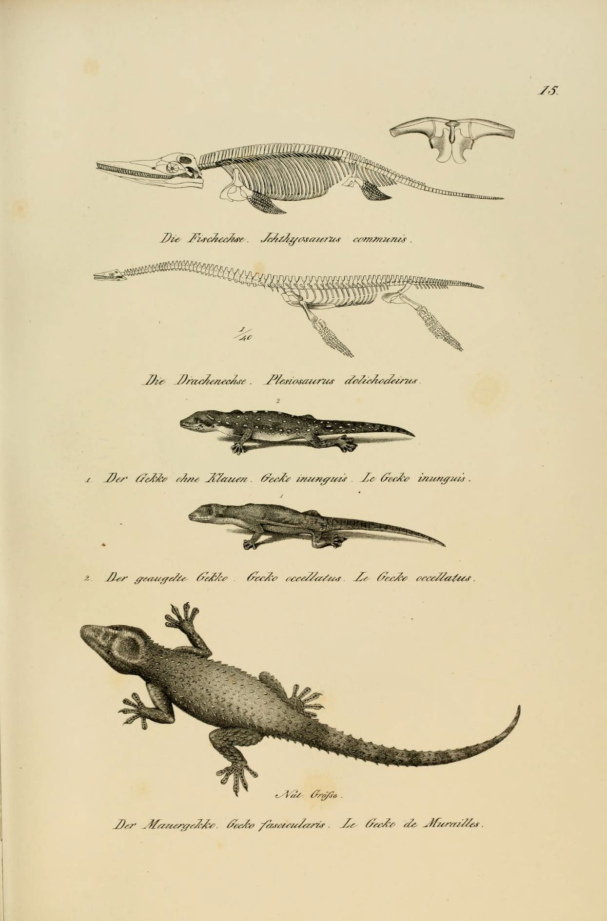 a set of nine drawings of lizards on paper