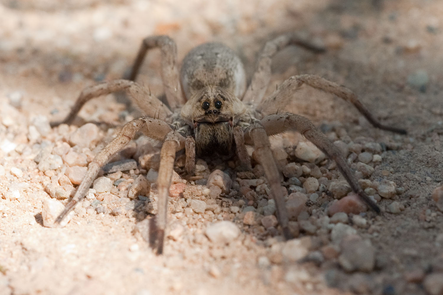 a large, brown spider walking across a pile of sand