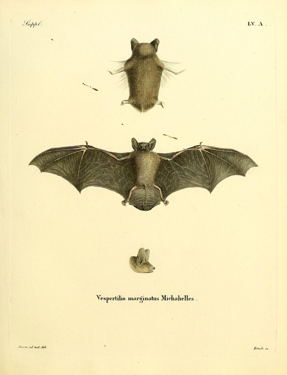 an illustration of two bats flying in the air