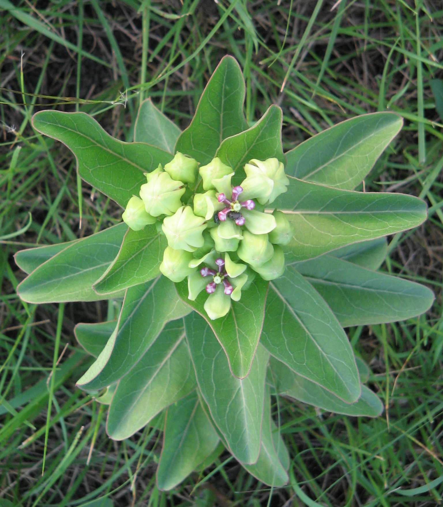 green leaf with small flower on top is lying on the ground