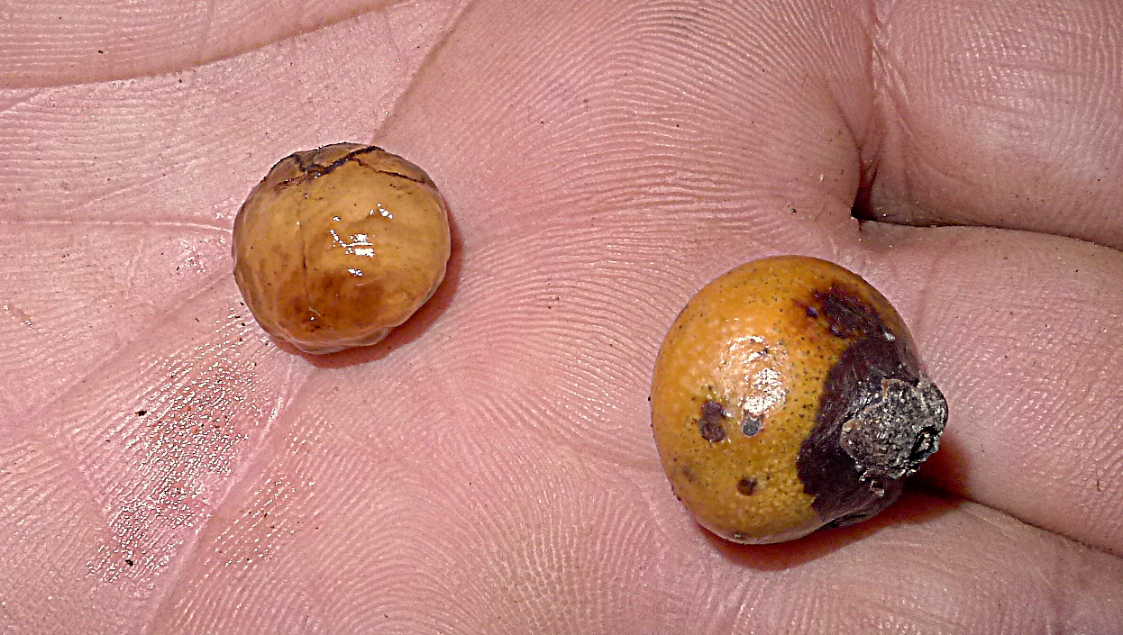 two rotten and broken fruits in the palm of someone's hand