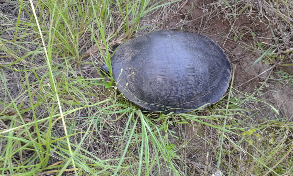 a turtle walking in a field covered in grass