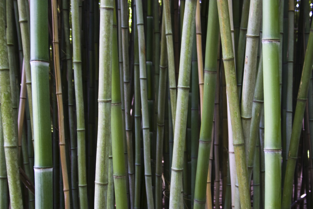 several green bamboo stalks grow in an evergreen grove