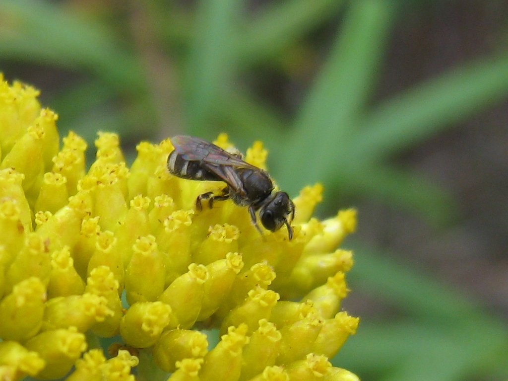 a small bee sitting on a plant with yellow flowers