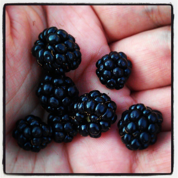 a person holding three small blackberries in their hand
