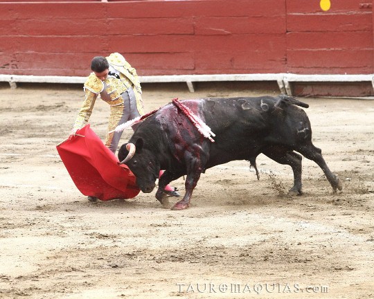 a man wrestling the face of a bull
