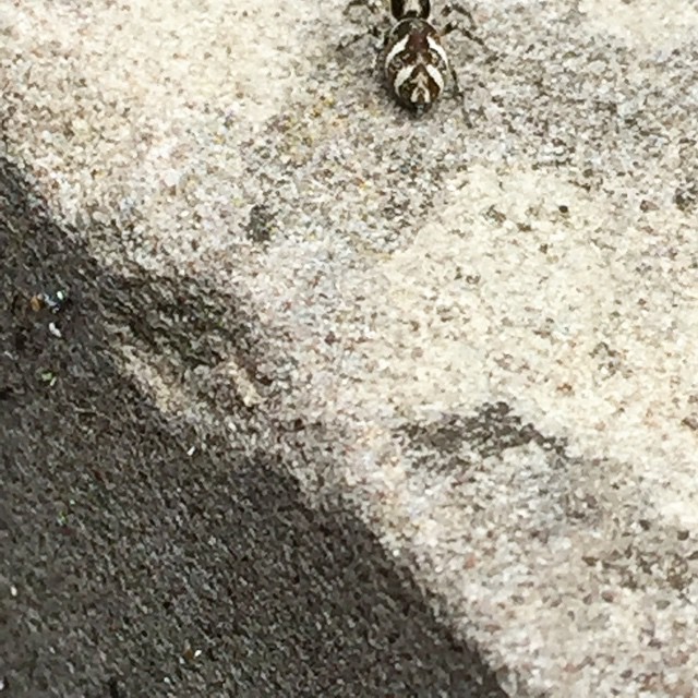 an insect on the ground next to the wall