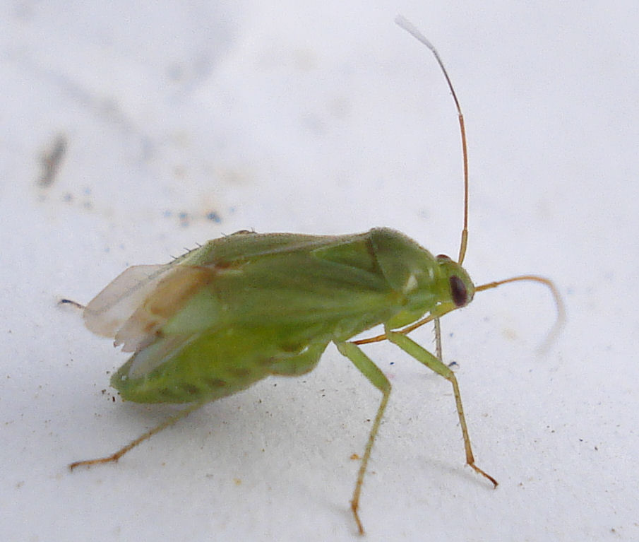 a green insect is on the floor with white stuff