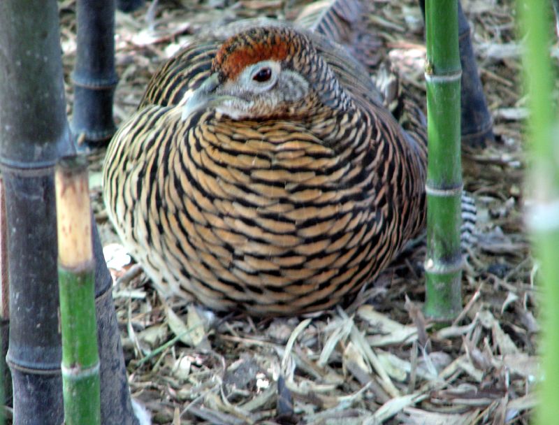 the bird is sitting under the tree with leaves