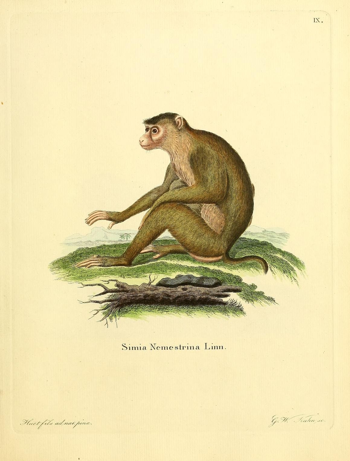 a monkey sitting on top of a green grass covered field