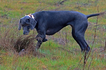 a dog holding soing on it's back, in the grass