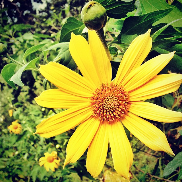 a large sunflower in bloom in front of some flowers