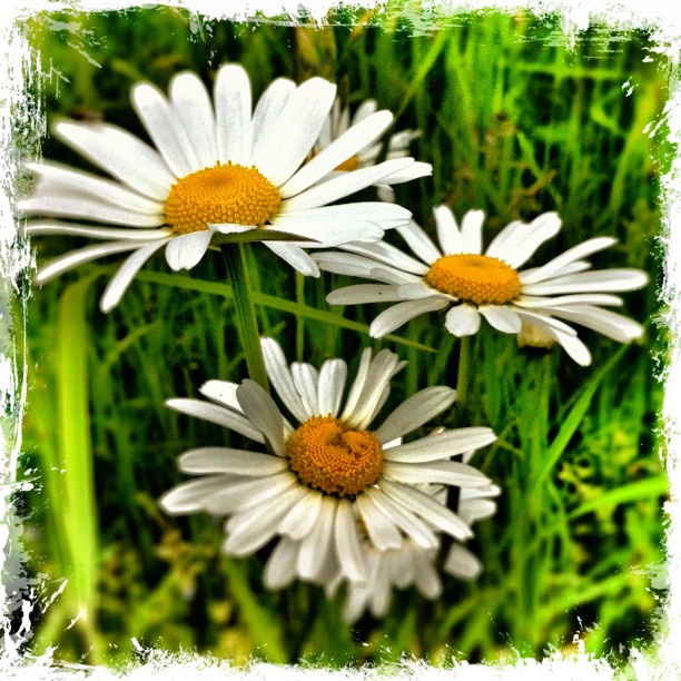 three daisy flowers sitting in the grass