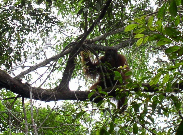 a monkey climbing down a tree nch to eat