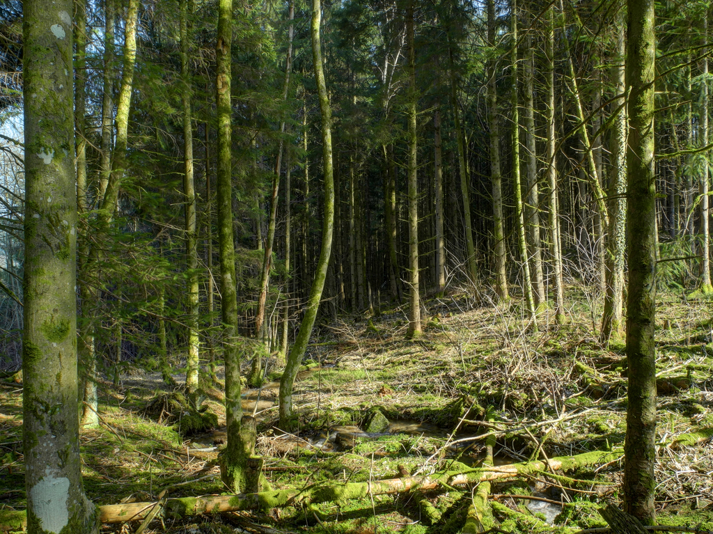 a dirt and tree covered hill near a forest